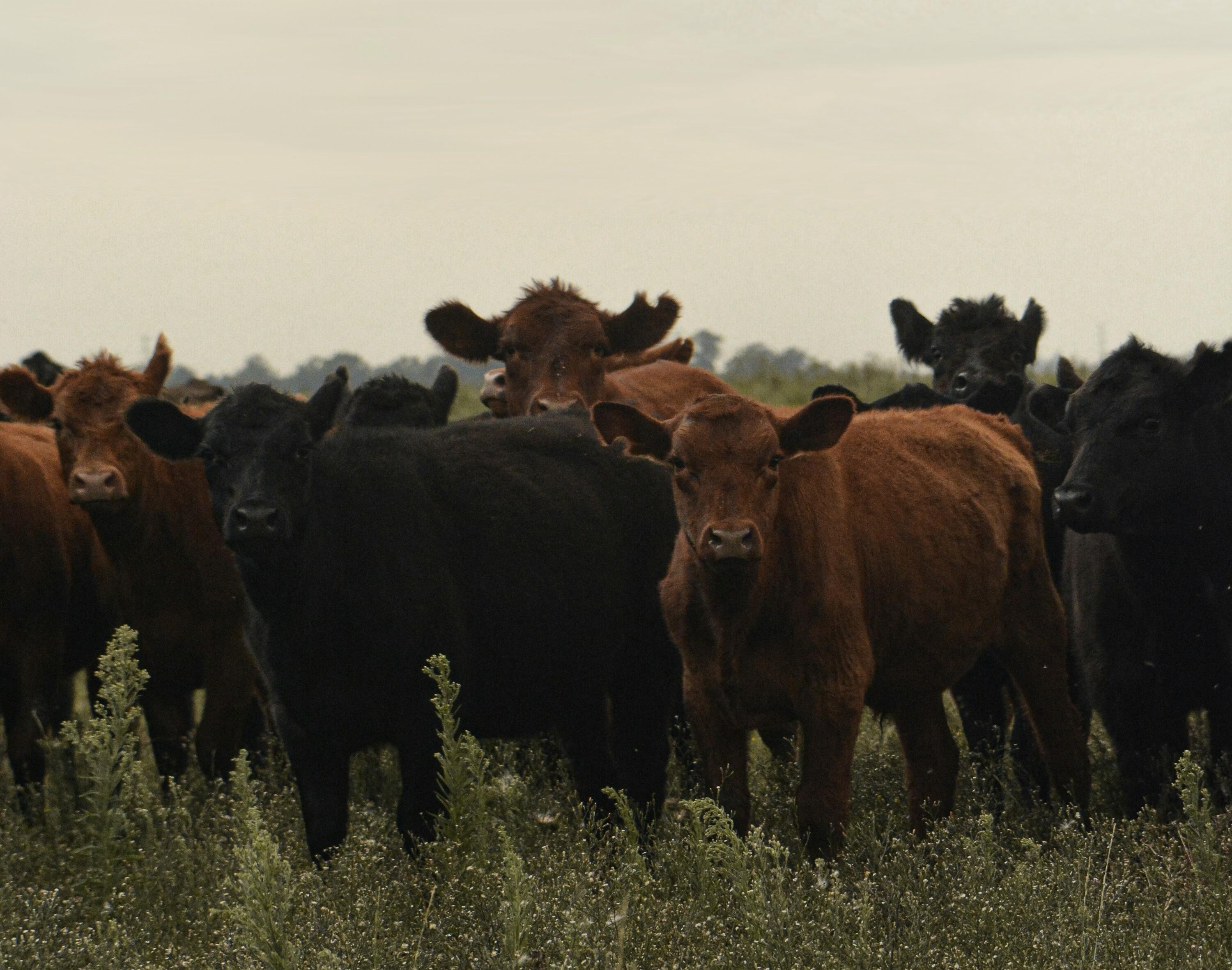 Over 20 years exporting premium grass fed beef, lamb, and food products from Uruguay and South America to global markets.