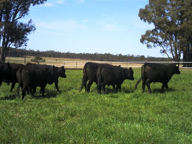 Premium Angus Cattle
